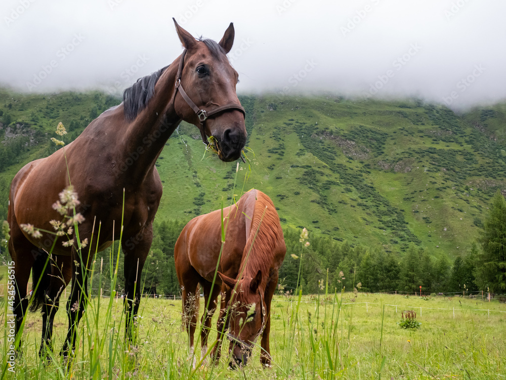 Two horses grazing pasture in the Austrian alps Two horses grazing pasture in the Austrian alps