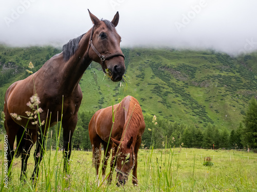 Two horses grazing pasture in the Austrian alps