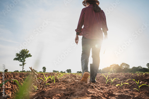 Agronomist Using tablet and Technology in Agricultural Corn Field . Farmer walking in corn field with  tablet. Woman farmer with laptop and walking on harvested corn field .