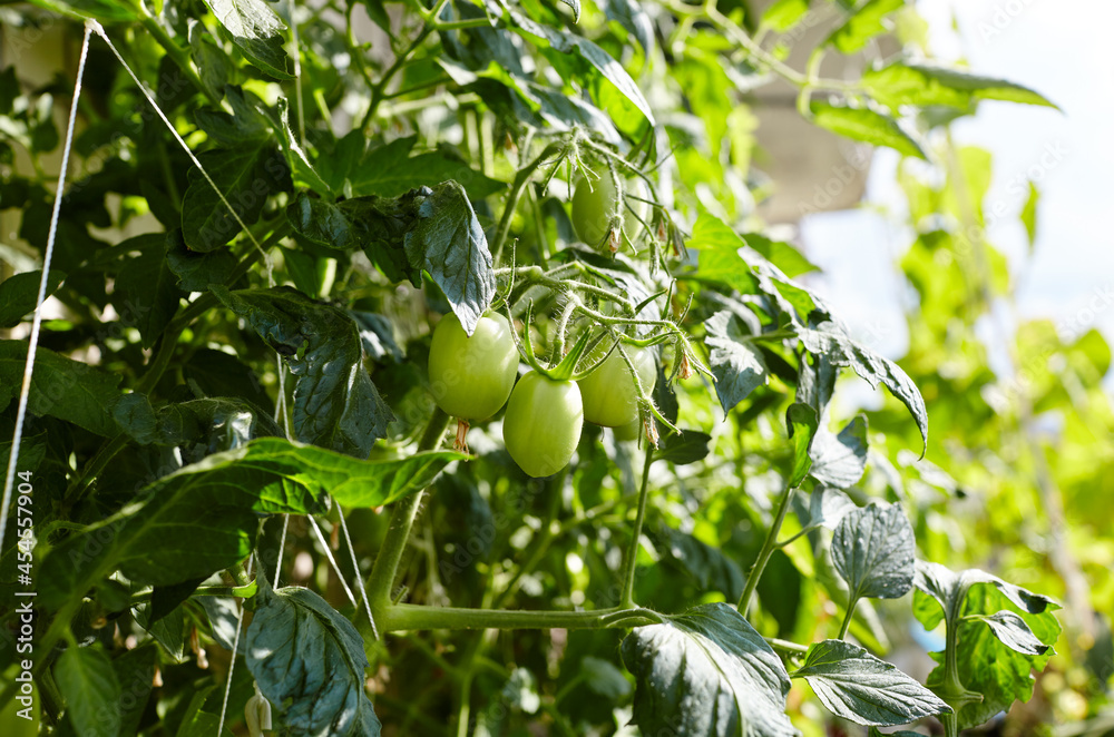 Tomato grows in a greenhouse. Growing fresh vegetables in a greenhouse Tomato grows in a greenhouse. Growing fresh vegetables in a greenhouse
