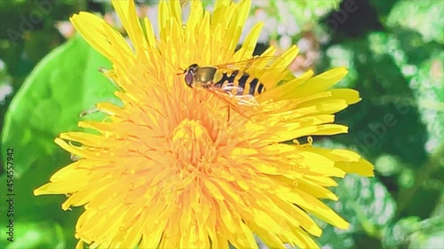 hoverfly on yellow flower