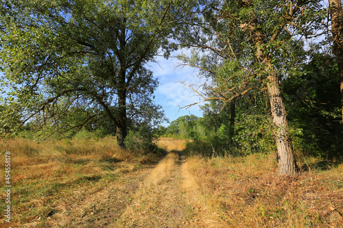 road on dry meadow among trees