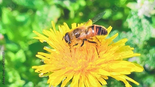 Dronefly on a flower
