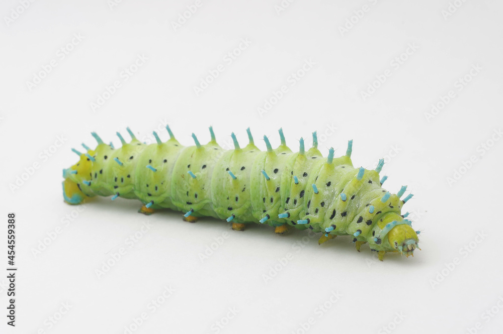 Naklejka premium シンジュサンの幼虫 白背景 (Samia cynthia)