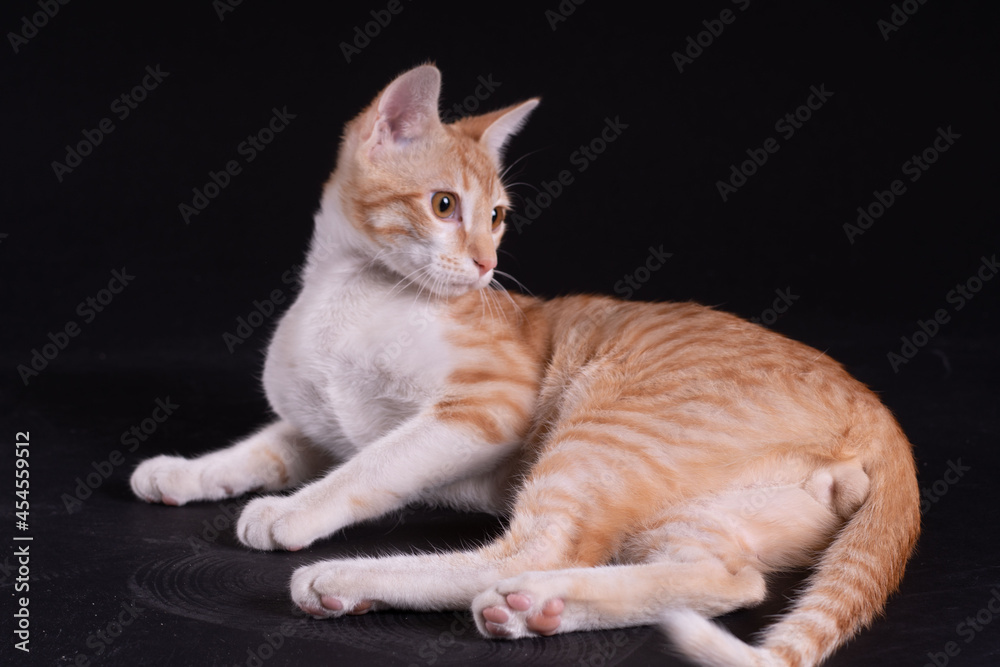 Cute orange cat lay on black background