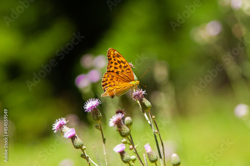 Closeup shot of a Mother of Pearl butterfly on a flower bud against a green background photo