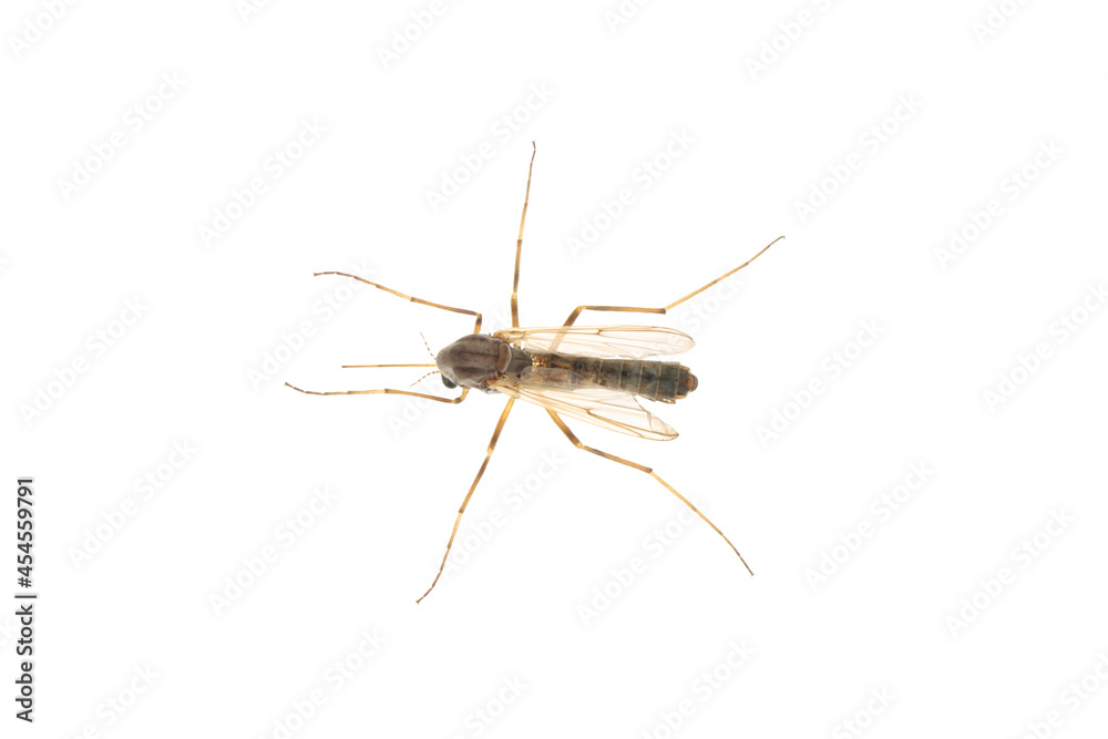 Closeup view of mosquito on white background Closeup view of mosquito on white background