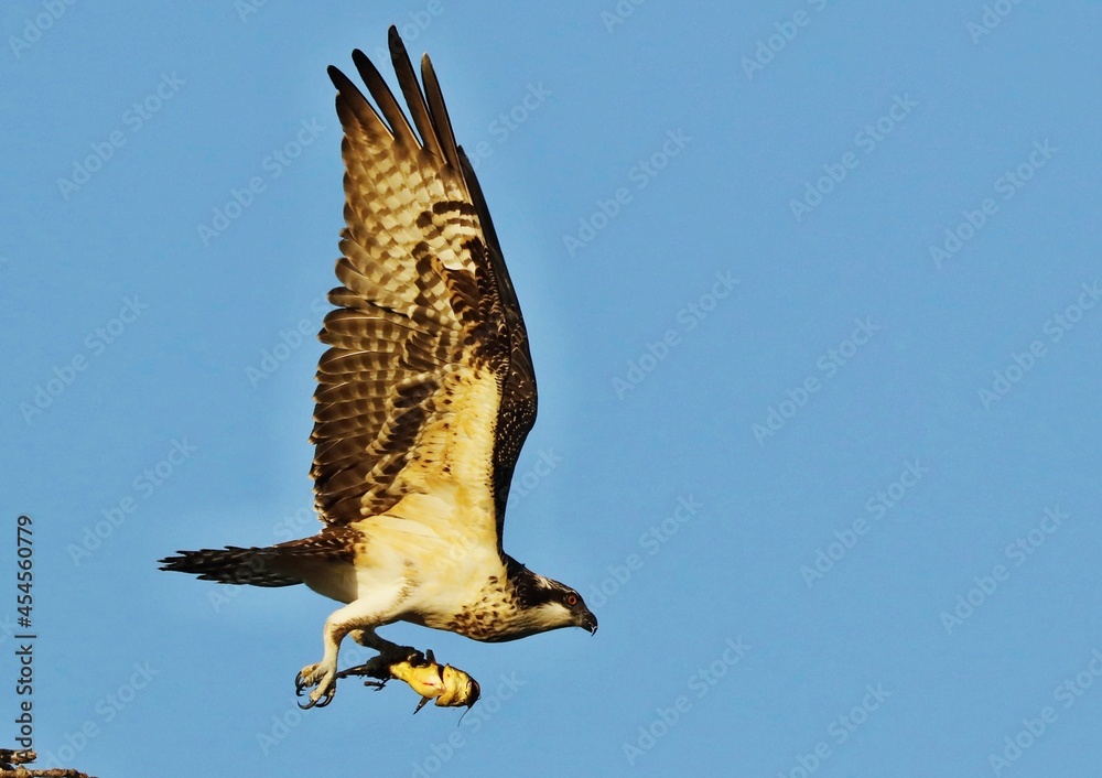 Fototapeta premium Osprey is a unique bird that is unmistakable when seen at close range. It is the only species in its family, and it is found worldwide. Its breast and belly are mostly white, with some dark streaks.