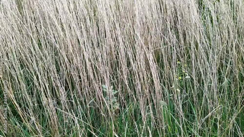 tall and dry grass in the field moves in the wind