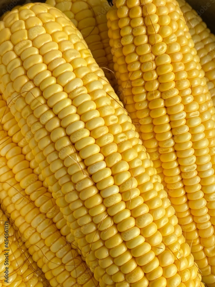 heads of yellow corn lie in the sun in summer heads of yellow corn lie in the sun in summer