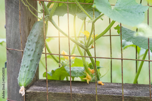 Cucumber grows on a trellis in the garden photo