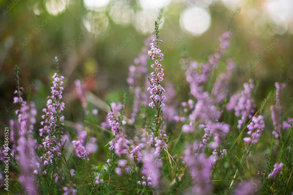 Obraz premium Forest floor of blooming pink heather (Calluna vulgaris) flowers close-up. 