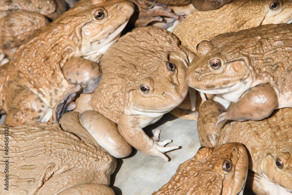 Obraz premium Frog in a cement pond.