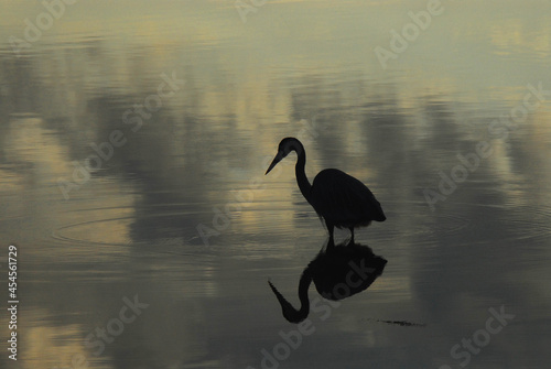 BIRDS- Florida- Close Up of a Beautifully Reflected Wading Great White Egret at Sunrise