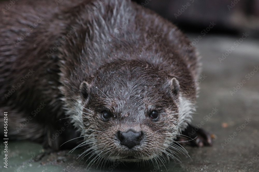 Portrait of a beautiful river otter muzzle close-up full face look at you, ready for anything Portrait of a beautiful river otter muzzle close-up full face look at you, ready for anything