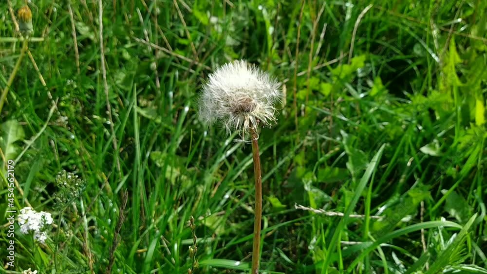 shabby dandelion moves from the wind in a field closeup video shabby dandelion moves from the wind in a field closeup video