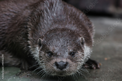 Portrait of a beautiful river otter muzzle close-up full face look at you, ready for anything