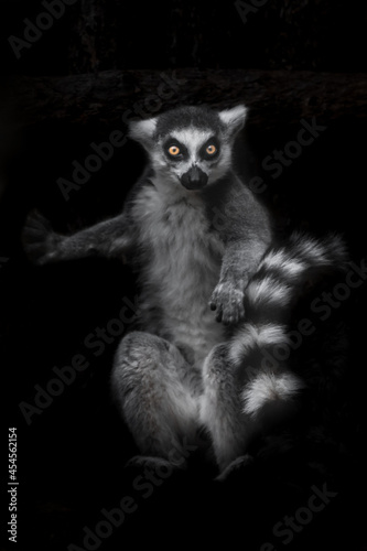 one Madagascar ring tailed lemur on a black background looks at you with eyes © Mikhail Semenov