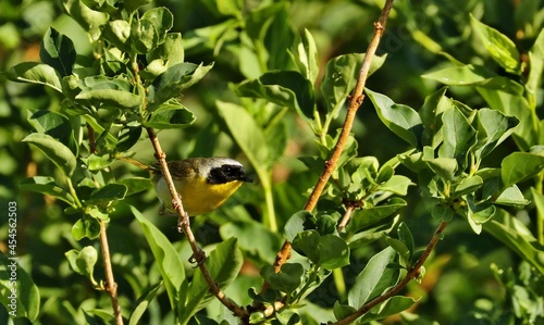 Common Yellowthroats live in marshes and wet, low brushy areas. They eat insects, arachnids, and seeds. Sing a distinct song that says “wichity.” They are protected on the US Migratory Bird list. photo