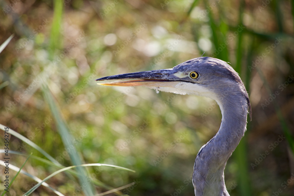 Grey Heron 