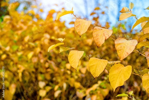 Autumn background-yellow leaves in the city Park 