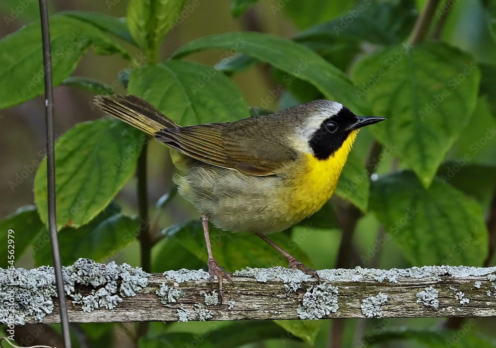 Fototapeta premium Common Yellowthroats live in marshes and wet, low brushy areas. They eat insects, arachnids, and seeds. Sing a distinct song that says “wichity.” They are protected on the US Migratory Bird list.