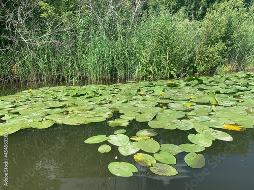 water lily on green river water, peat bog © Никита Родионов