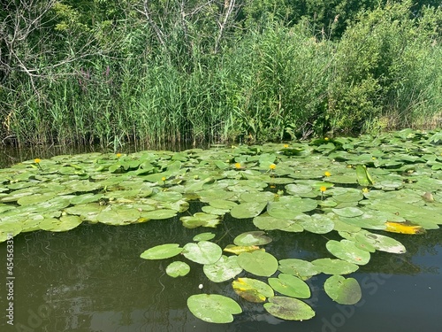 water lily on green river water, peat bog © Никита Родионов