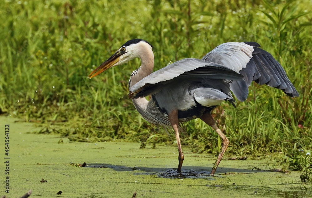 Fototapeta premium Great Blue HeronThey live in trees at swamps, rivers, ponds, and lakes. Their diet consists as fish, amphibians, crustaceans, reptiles. They are protected on the US Migratory Bird list.