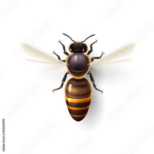 Flying Honey Bee. Insect Symbol for Natural, Healthy and Organic Food Production. Realistic Drawing of a Worker Bee Flying to the Hive, or Apiary. Isolated Top View Icon on White Backdrop