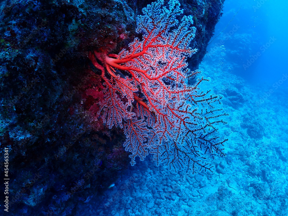 美ら海の岩礁に張り付く真っ赤なサンゴ 沖縄 黒島 竹富町 Fotografiya Stock Adobe Stock