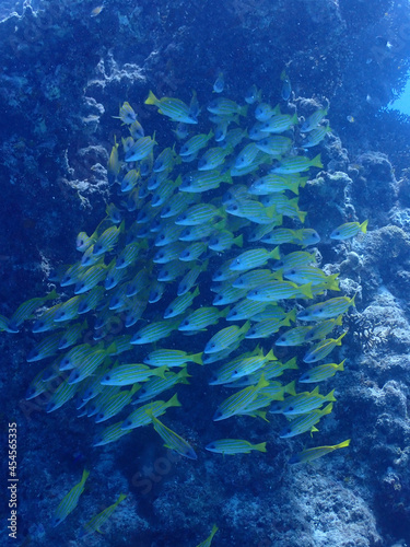 美ら海のサンゴに集まるヨスジフエダイの群れ／沖縄・黒島（竹富町）