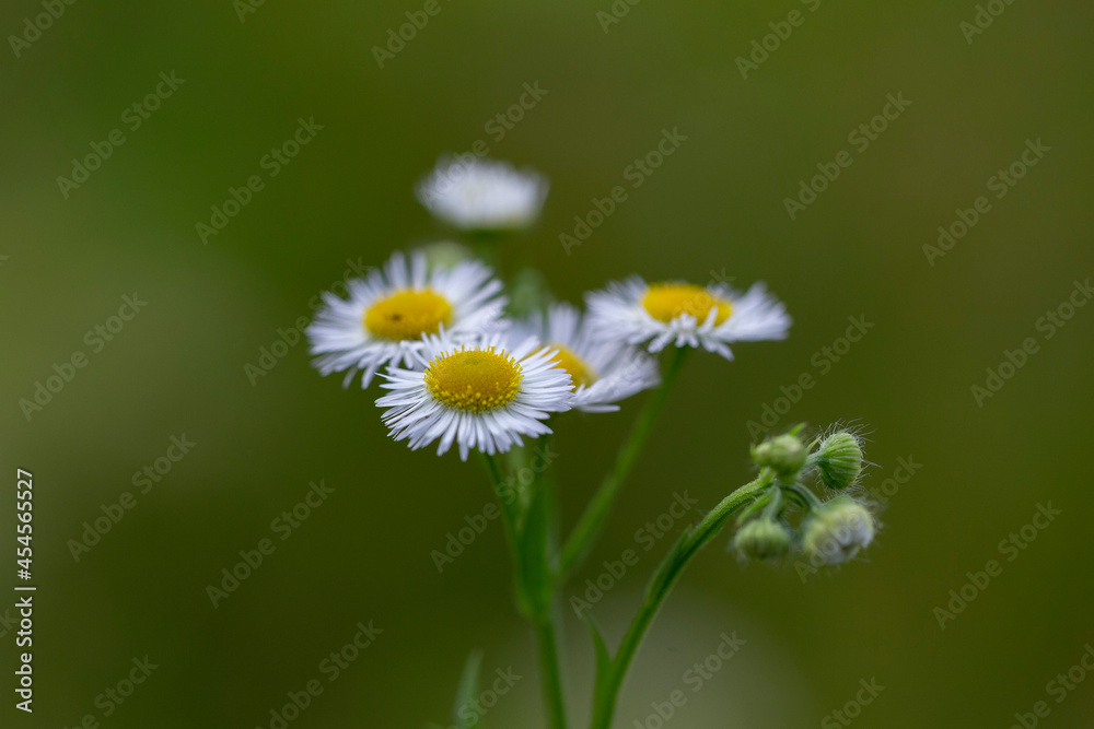 Erigeron annuus, the annual fleabane, daisy fleabane, or eastern daisy fleabane, is a North American plant species in the daisy family naturalized in Europe. Erigeron annuus, the annual fleabane, daisy fleabane, or eastern daisy fleabane, is a North American plant species in the daisy family naturalized in Europe.