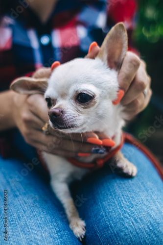 A close-up of a mini chihuahua sitting on the lap of its owner. The girl is sitting in a cafe. There is a cake and coffee on the table. The pet on his knees is dressed in a cute dress for dogs.