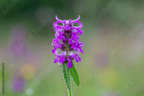 Betonica officinalis (syn. Stachys officinalis), commonly known as common hedgenettle, betony, wood betony, bishopwort, or bishop's wort, is a species of flowering plant in the family Lamiaceae. 