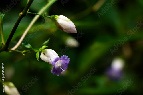Light violet color flower of a wild plant belonging to Strobilanthes species  from Western Ghats photo