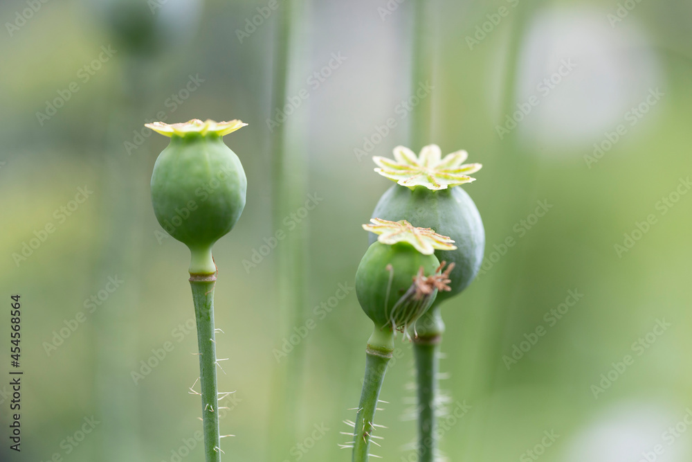 Papaver somniferum, commonly known as the opium poppy or breadseed poppy, is a species of flowering plant in the family Papaveraceae. Papaver somniferum, commonly known as the opium poppy or breadseed poppy, is a species of flowering plant in the family Papaveraceae.
