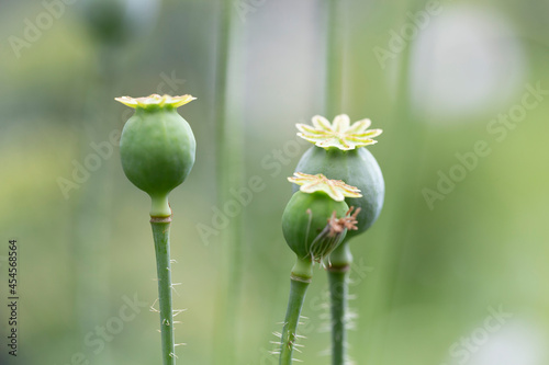 Papaver somniferum, commonly known as the opium poppy or breadseed poppy, is a species of flowering plant in the family Papaveraceae.