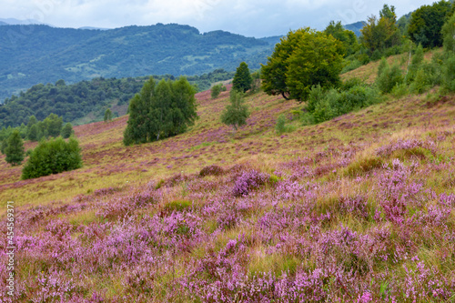 Unique landscape of the Carpathian Mountains with mass flowering heather fields (Calluna vulgaris). Flowering Calluna vulgaris (common heather, ling, or simply heather) in the Carpathians.