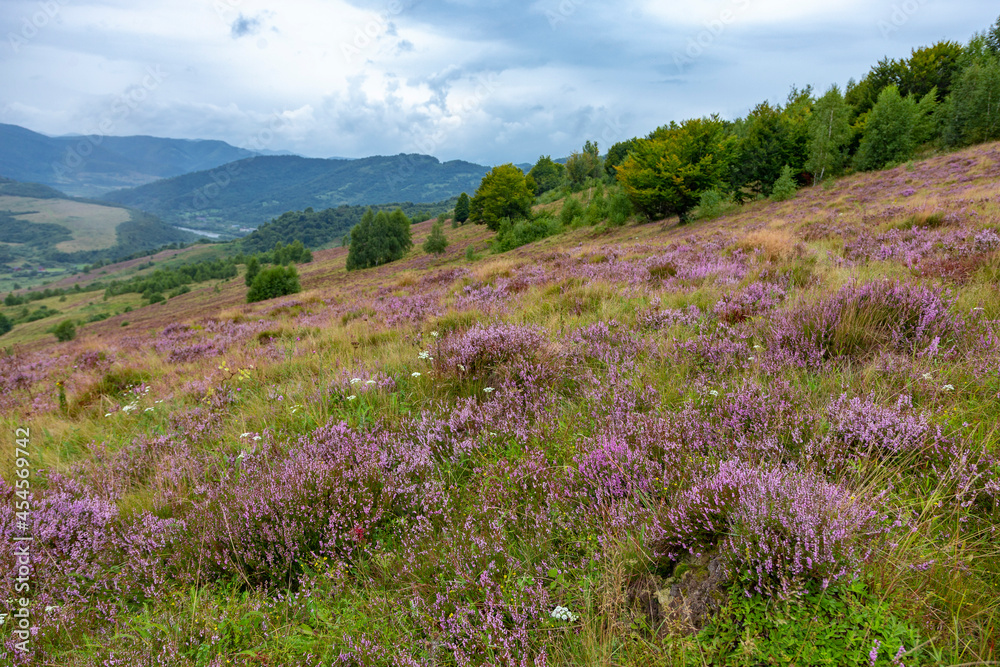 Fototapeta premium Unique landscape of the Carpathian Mountains with mass flowering heather fields (Calluna vulgaris). Flowering Calluna vulgaris (common heather, ling, or simply heather) in the Carpathians.