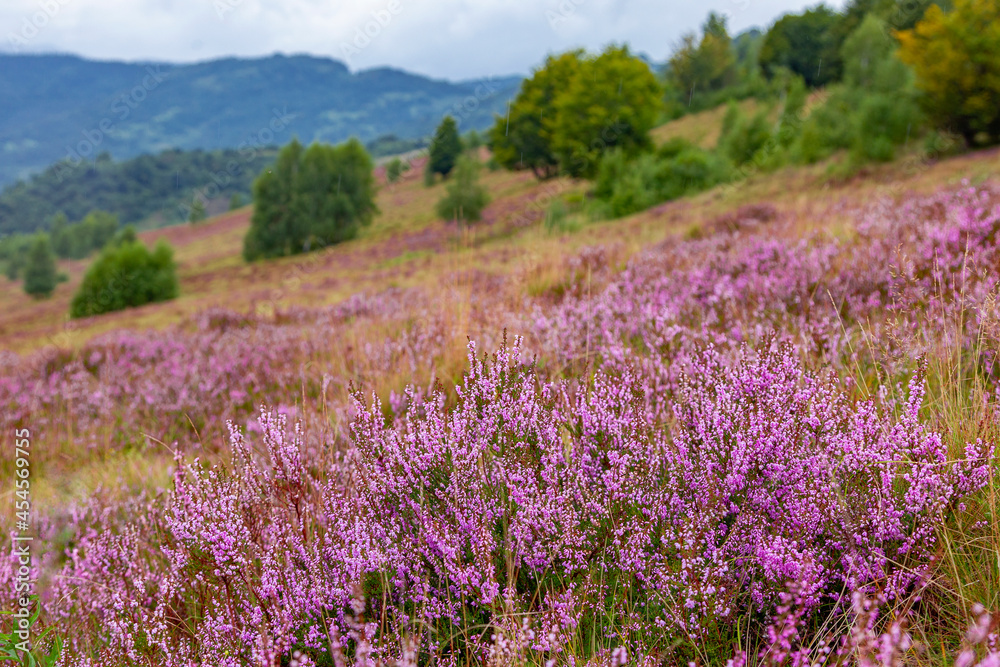 Unique landscape of the Carpathian Mountains with mass flowering heather fields (Calluna vulgaris). Flowering Calluna vulgaris (common heather, ling, or simply heather) in the Carpathians.