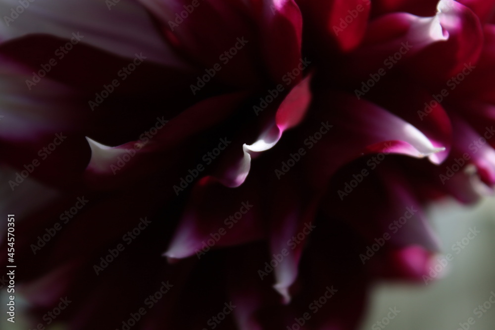 pink flower macro pink flower macro