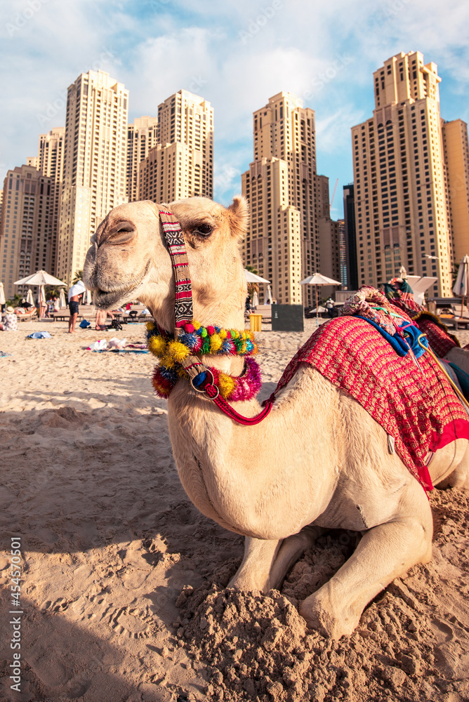 Cute camel on the famous Jumeirah Beach in Dubai, United Arab Emirates.