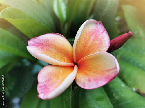 Plumeria mix color white pink and yellow colorfull flower blooming in garden on blur nature background Tropical nature,