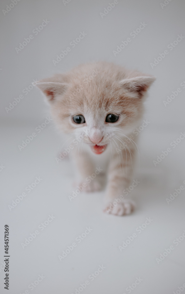 ginger kitten with a syringe and pills ginger kitten with a syringe and pills