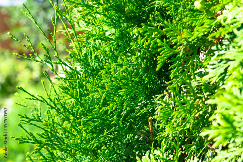 Thuja evergreen coniferous plant outdoors. Hot sunny summer day. Selective focus. Close-up