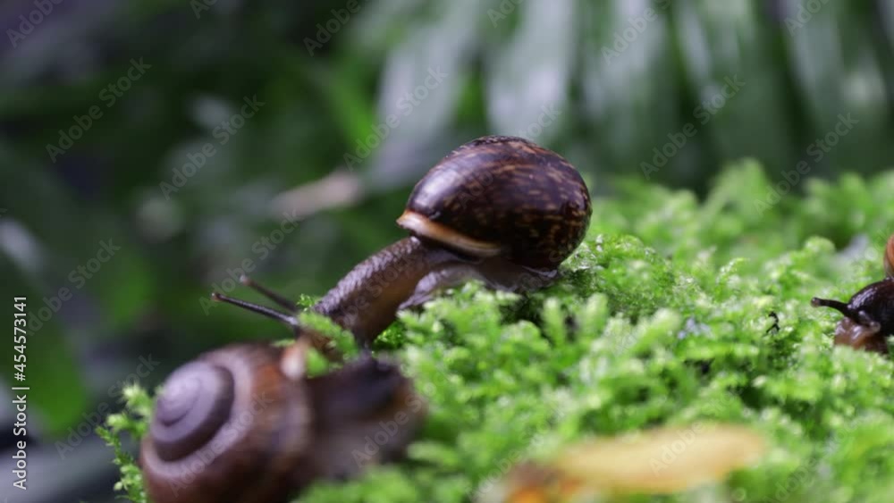 Snails with a brown shell in their natural habitat Snails with a brown shell in their natural habitat