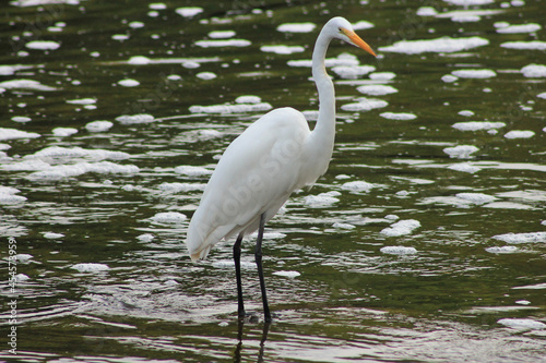 Great Egret