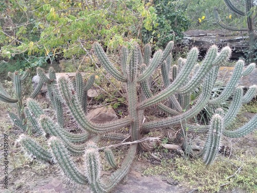  Xique-xique (Pilosocereus polygonus) em afloramento rochoso na Caatinga, Nordeste do Brasil. photo