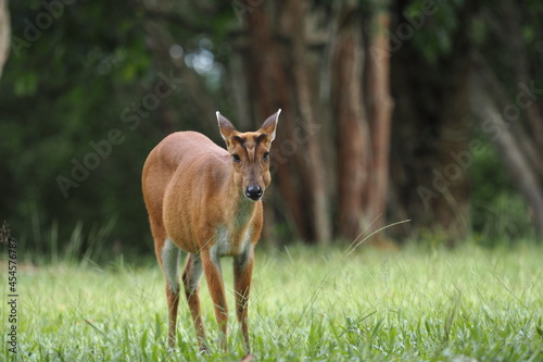 Muntiacus muntjak or fea's barking deer or so called fea's muntjac photo